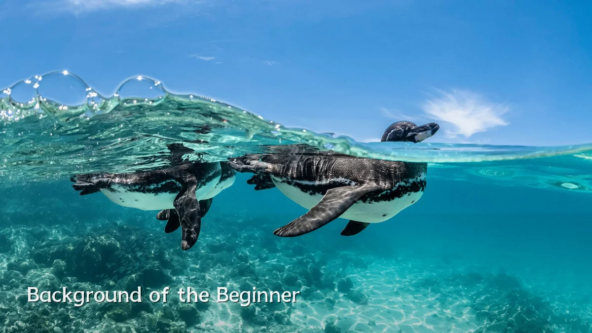 Background of the Beginner