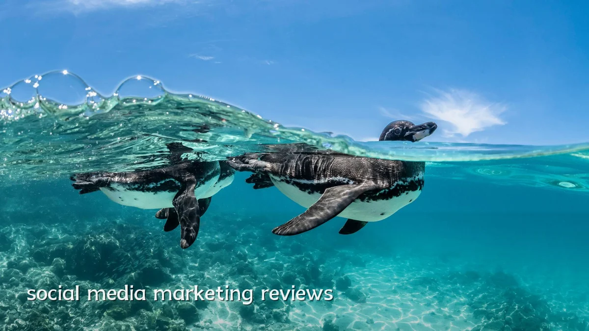 social media marketing reviews